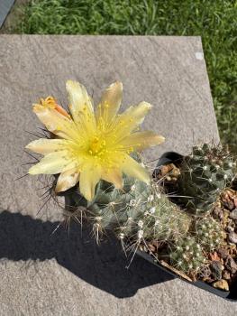 Copiapoa humilis